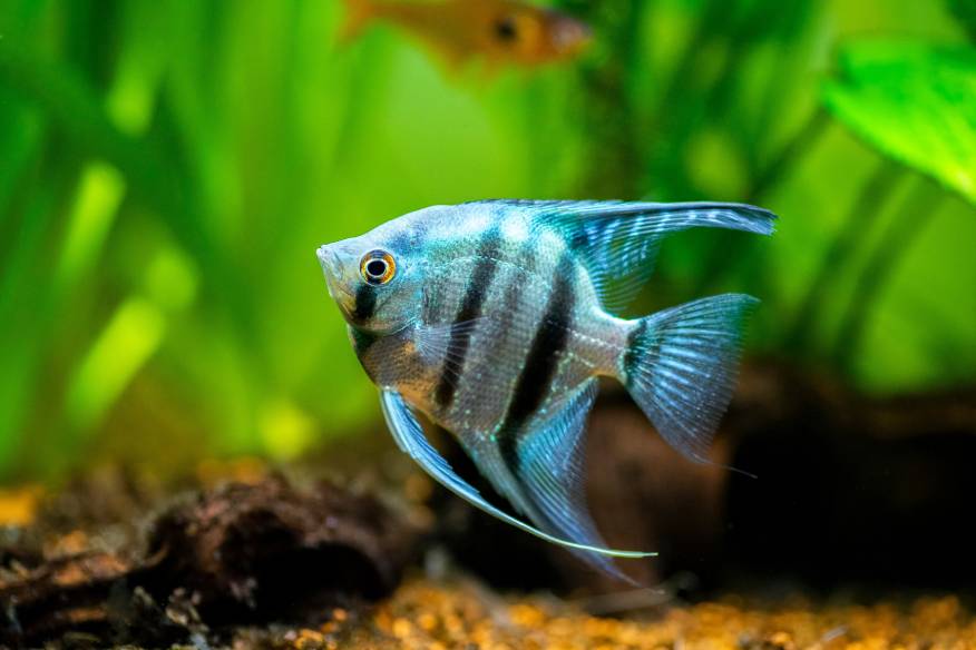Pesce angelo Koi