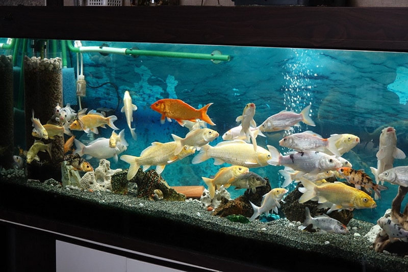 Koi nella vasca dell'acquario
