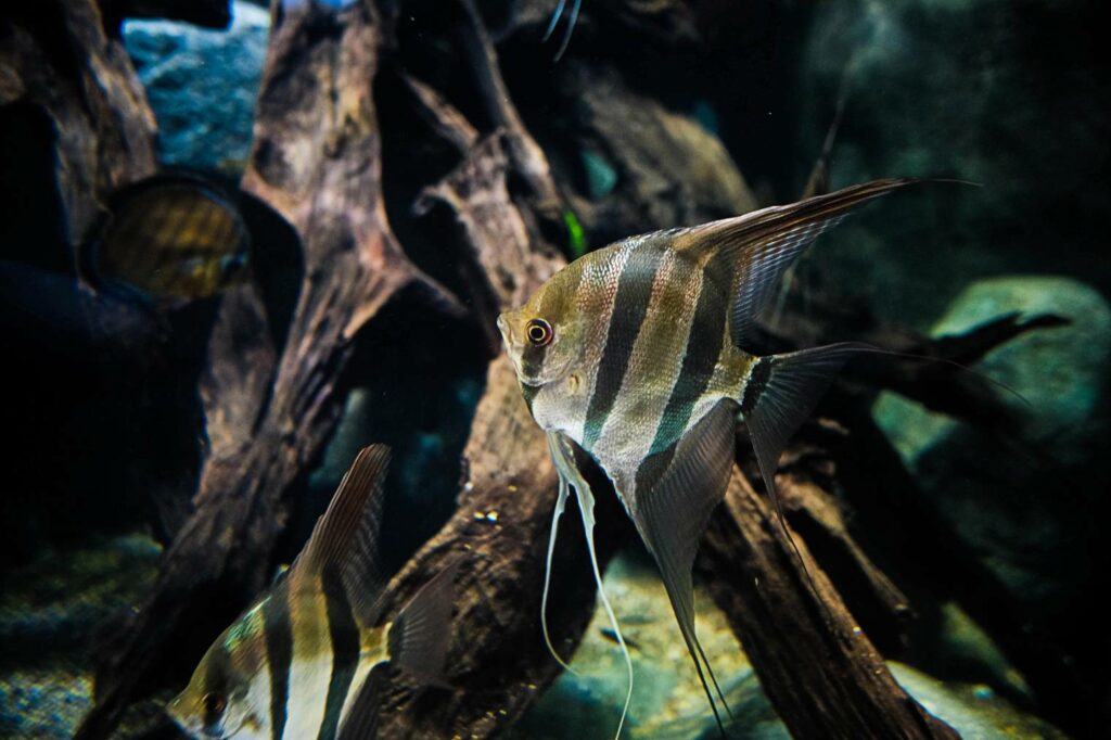Pesce angelo Koi