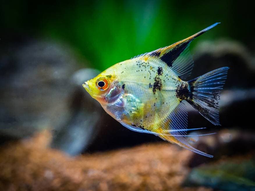 Koi Pesce Angelo