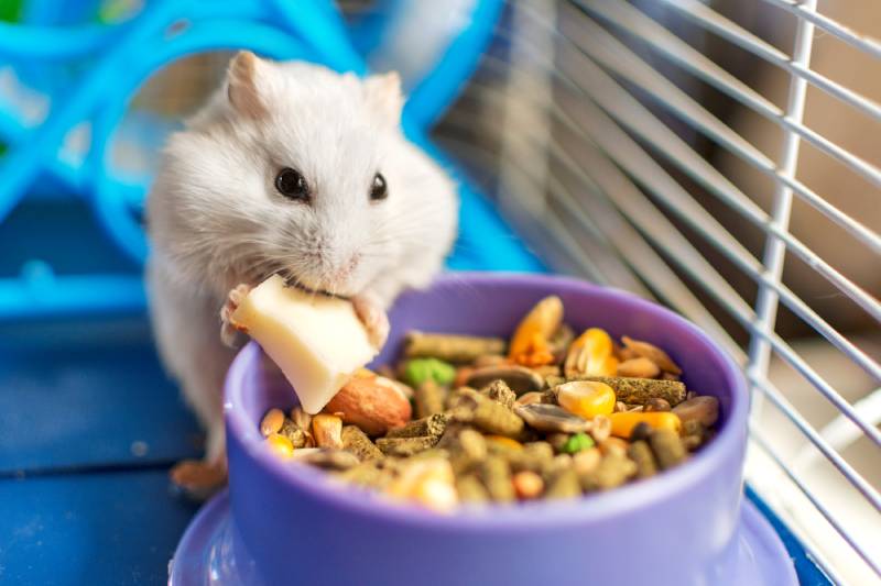 criceto che mangia nella gabbia