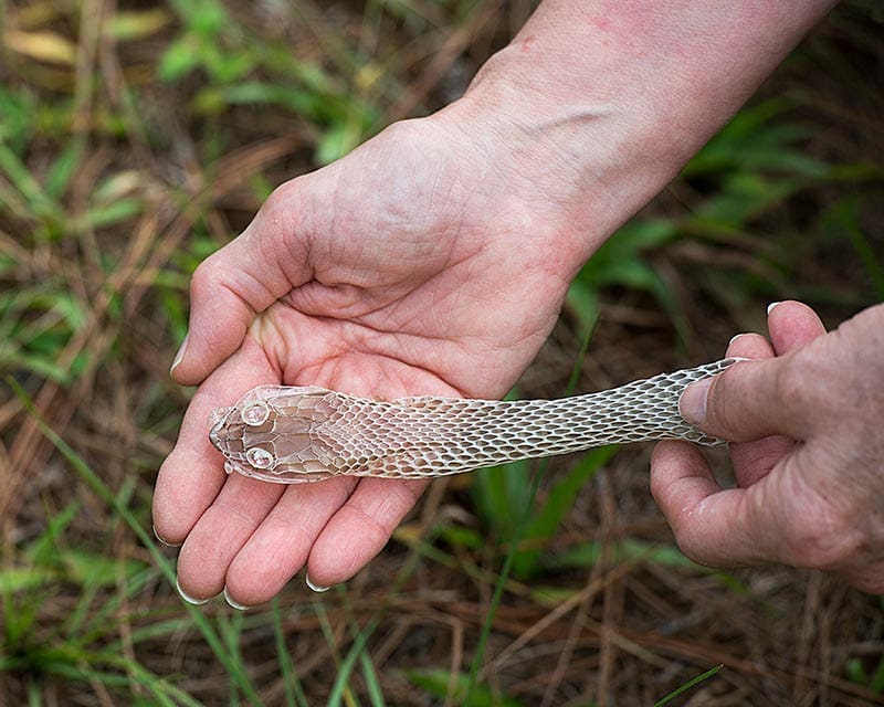 pelle di serpente su una mano umana
