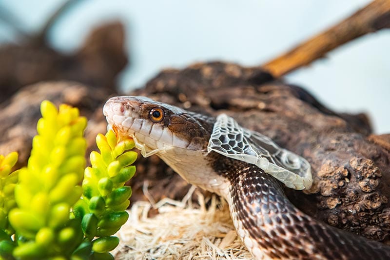 primo piano della testa di un serpente mentre si libera della pelle