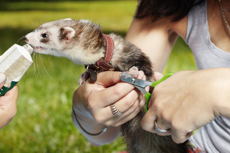 dare da mangiare a un furetto mentre si tagliano le unghie nel parco