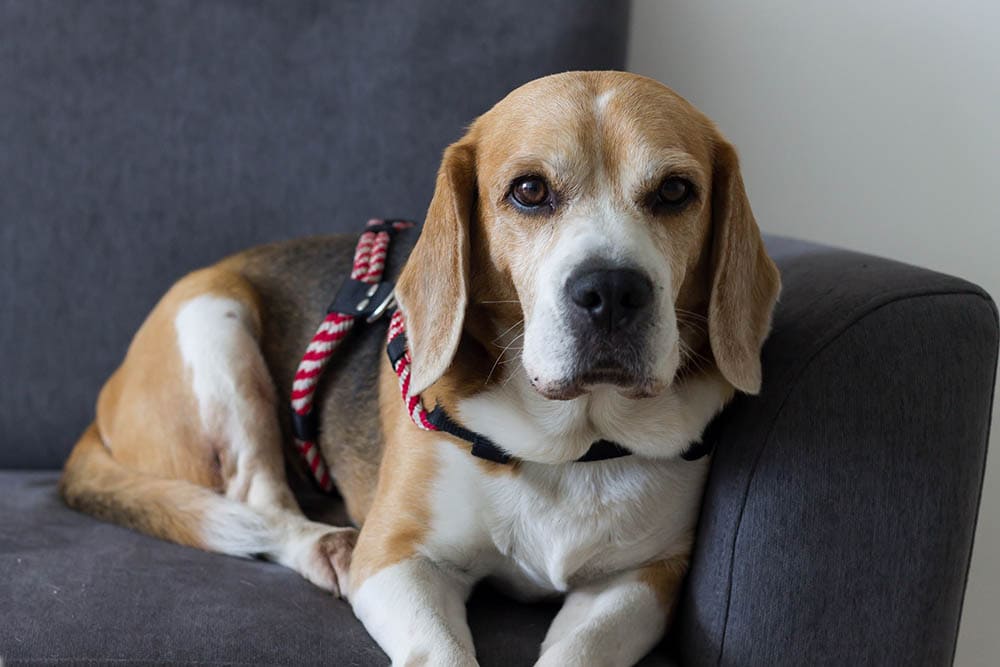 beagle seduto sul divano