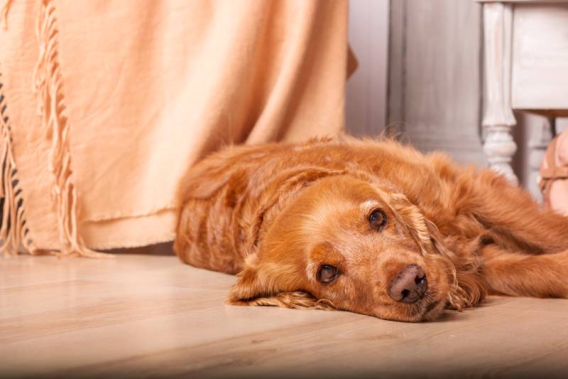 cane cocker spaniel inglese triste sdraiato sul pavimento con aria triste