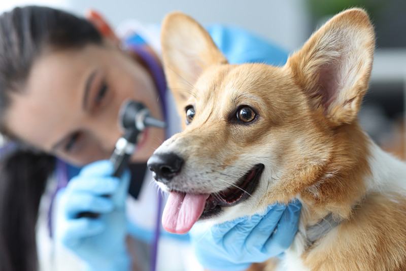 veterinario controlla orecchie cane corgi