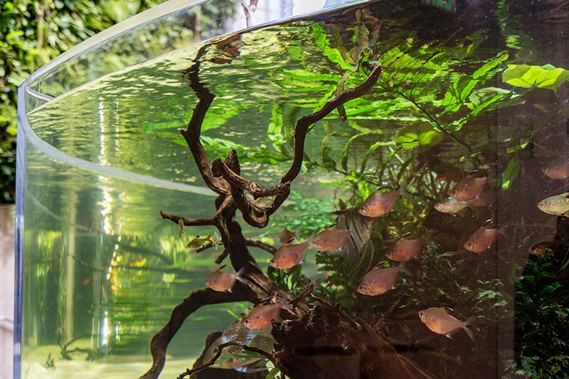 Pesci all'interno di un acquario in vetro curvo.