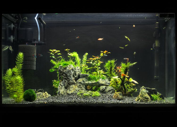 acquario con filtro