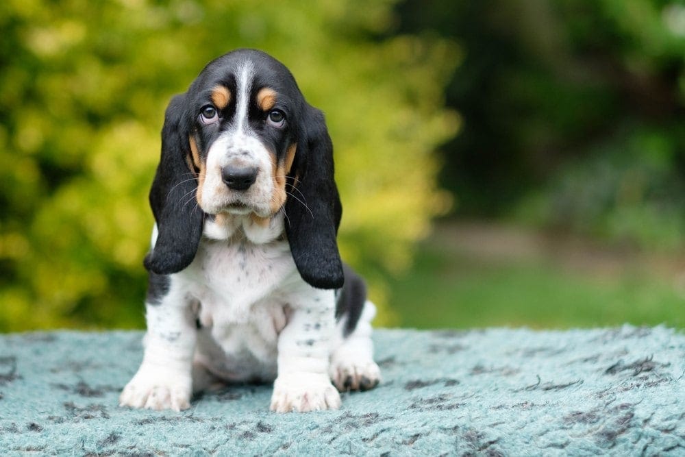 cucciolo di bassotto