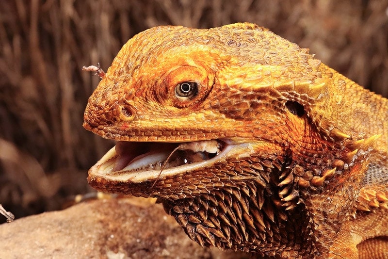 drago barbuto che mangia un insetto