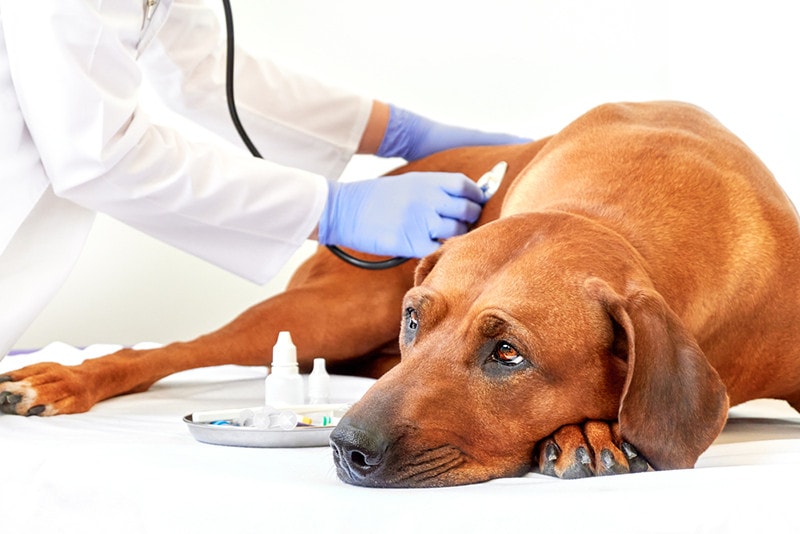 Cane Rhodesian Ridgeback malato con il veterinario