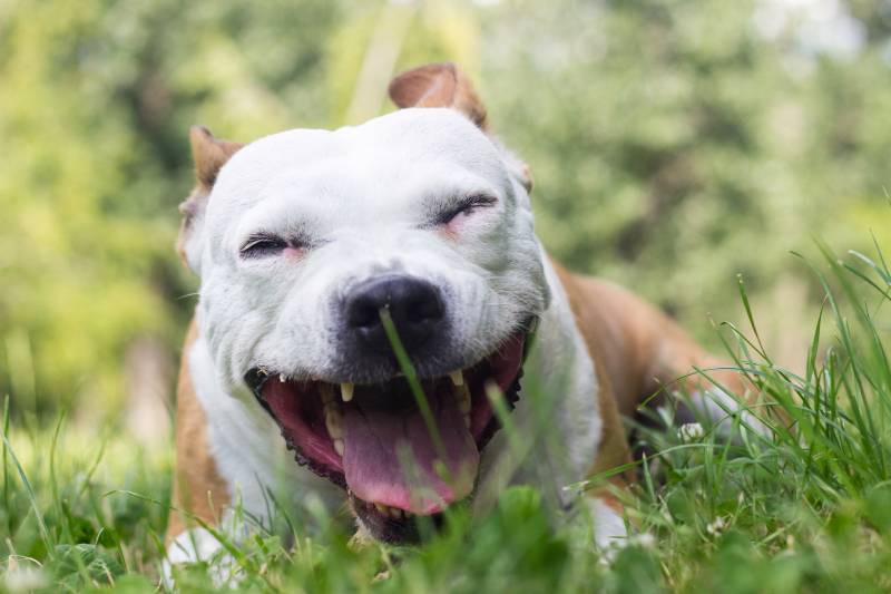 Cane sdraiato sull'erba del parco e tossisce