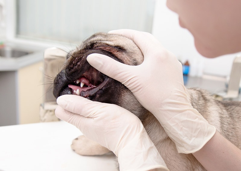 denti di un cane carlino che viene controllato da un veterinario