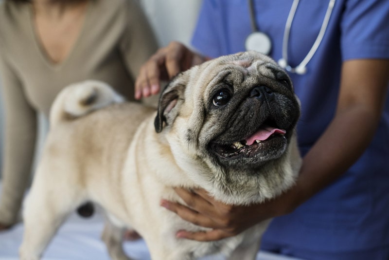 cane carlino in una clinica veterinaria