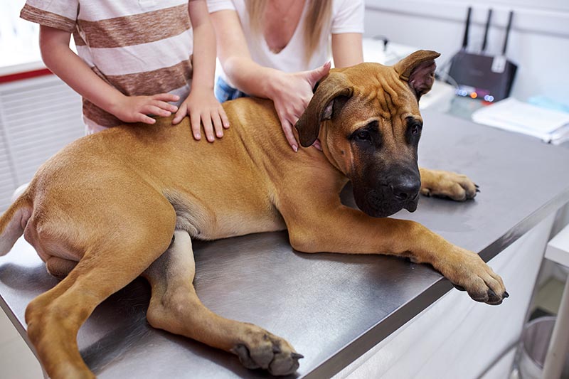 Cane mastino malato seduto sul tavolo di una clinica veterinaria